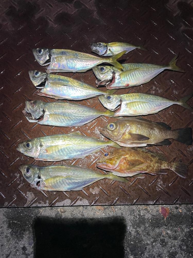 神戸ナイトアジング