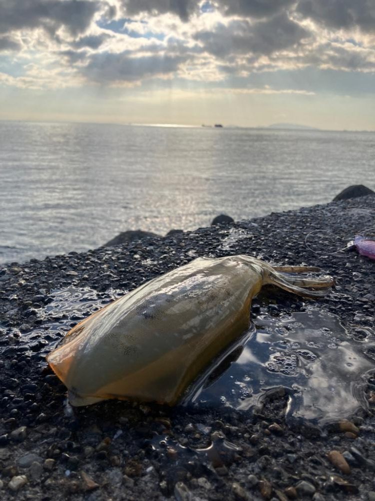 デイエギング　サイズも中々(^｡^)