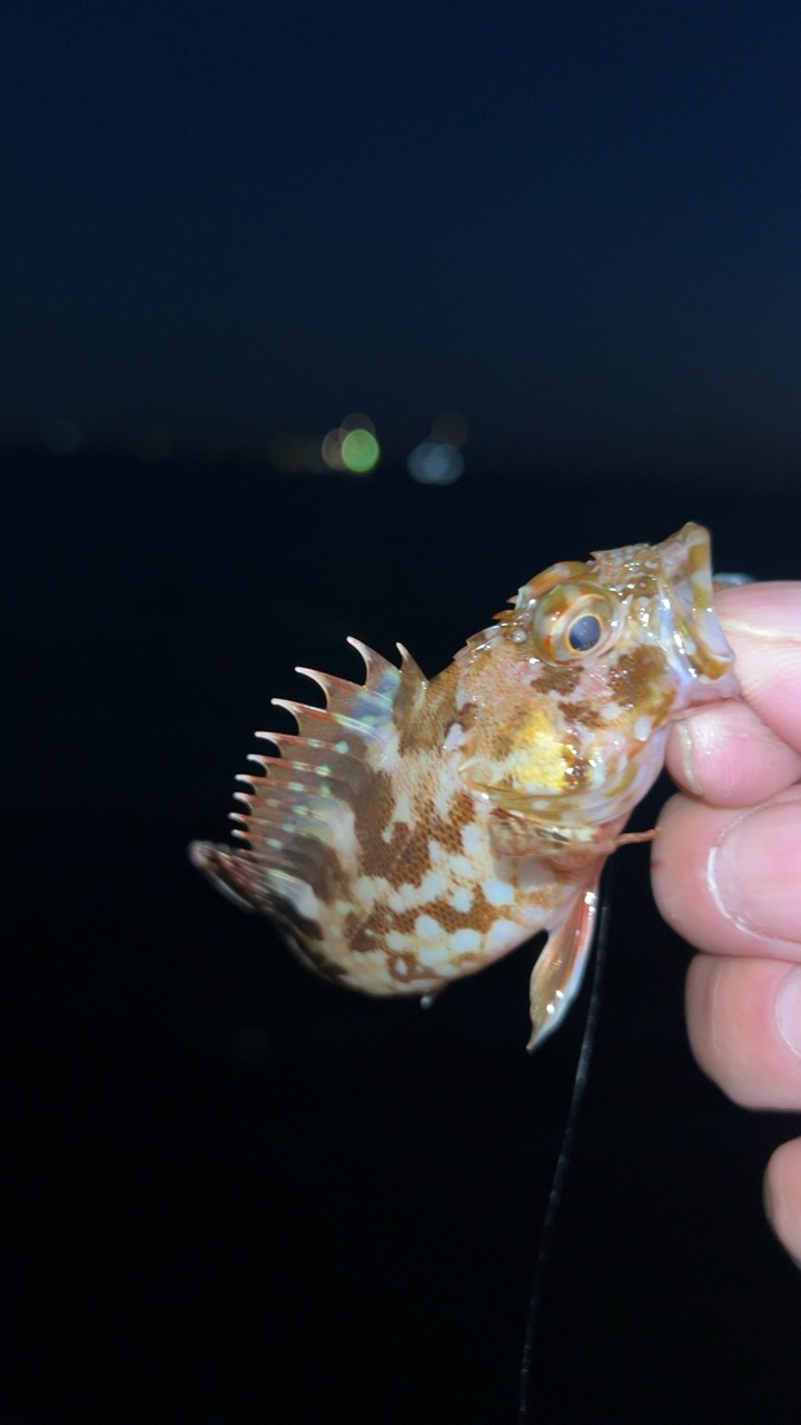 デイアジング♪