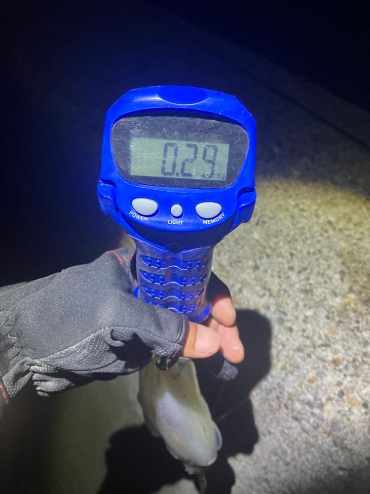 アオリイカ  潮が大事(^｡^)