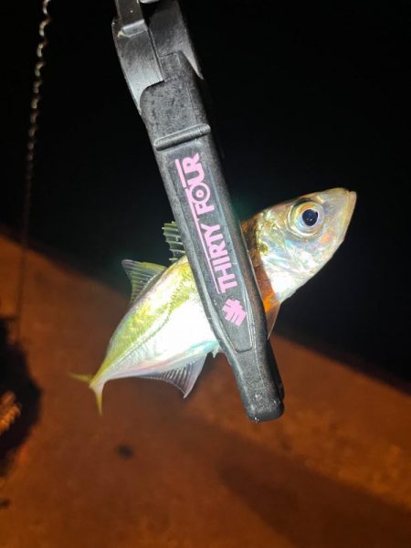 仕事前の30分アジング🐟