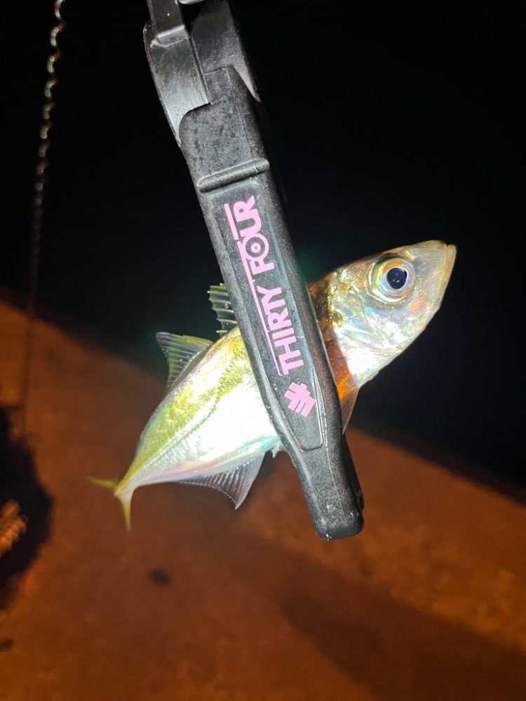 仕事前の30分アジング🐟