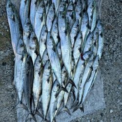 ショアジギ調査