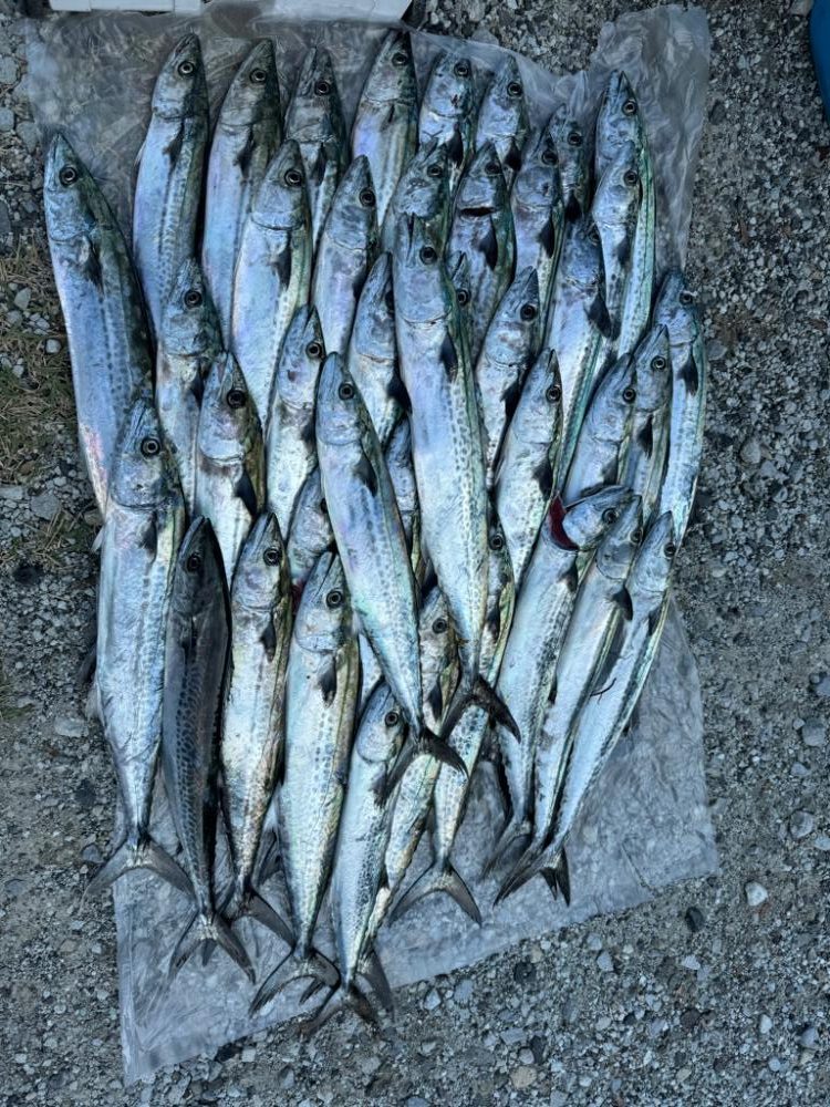 ショアジギ調査