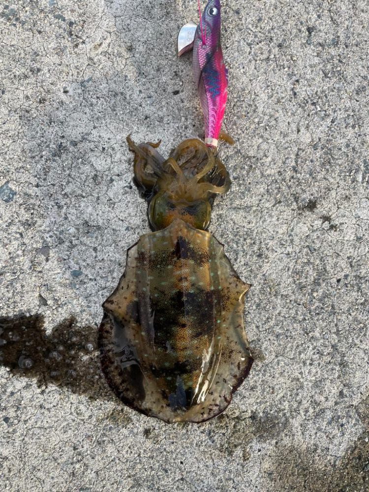 2023 佐渡ヶ島エギング 52回目【11月11日】