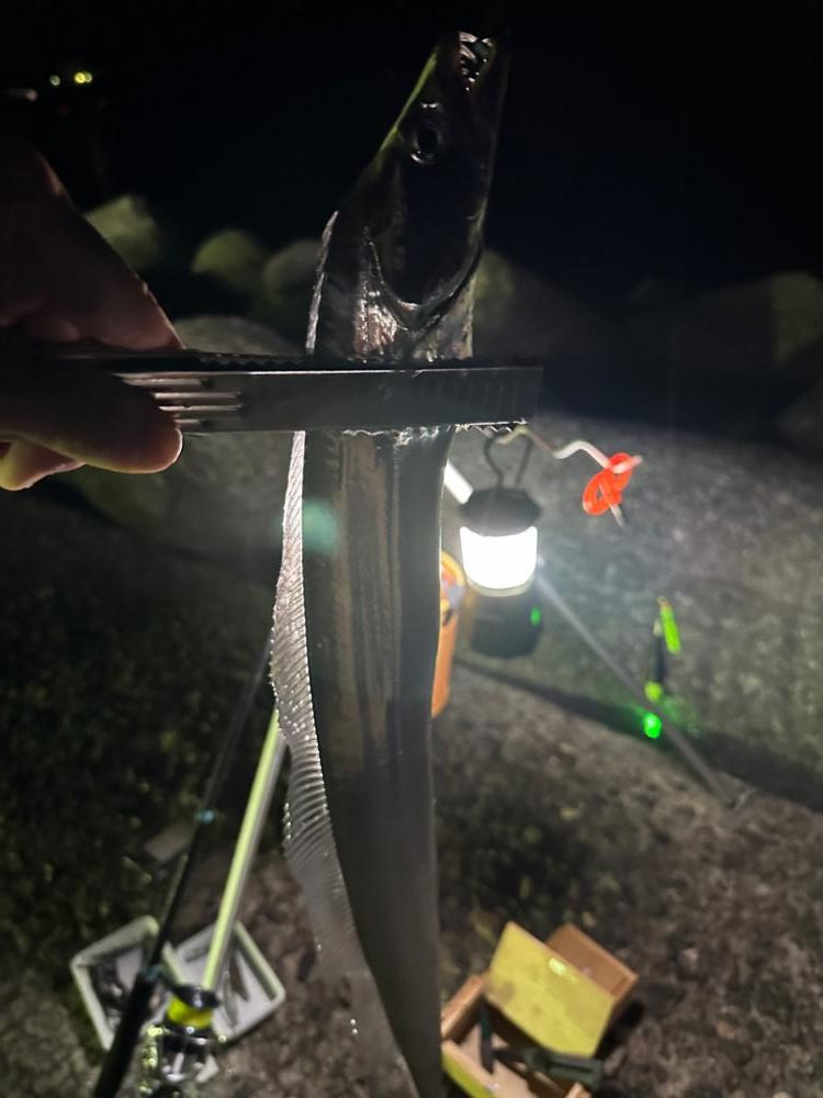 カレイ釣り、太刀魚釣り