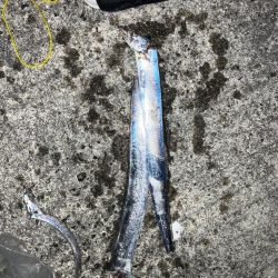 タチウオ少し、小アジたくさん