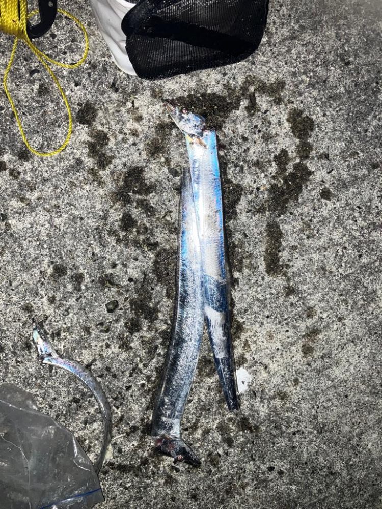 タチウオ少し、小アジたくさん