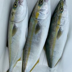 明石沖ジギング