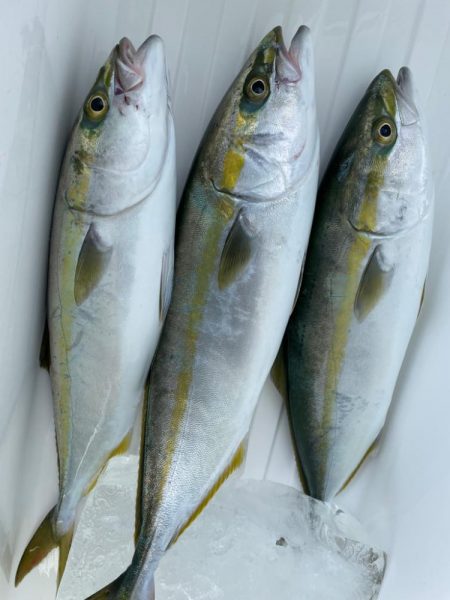 明石沖ジギング