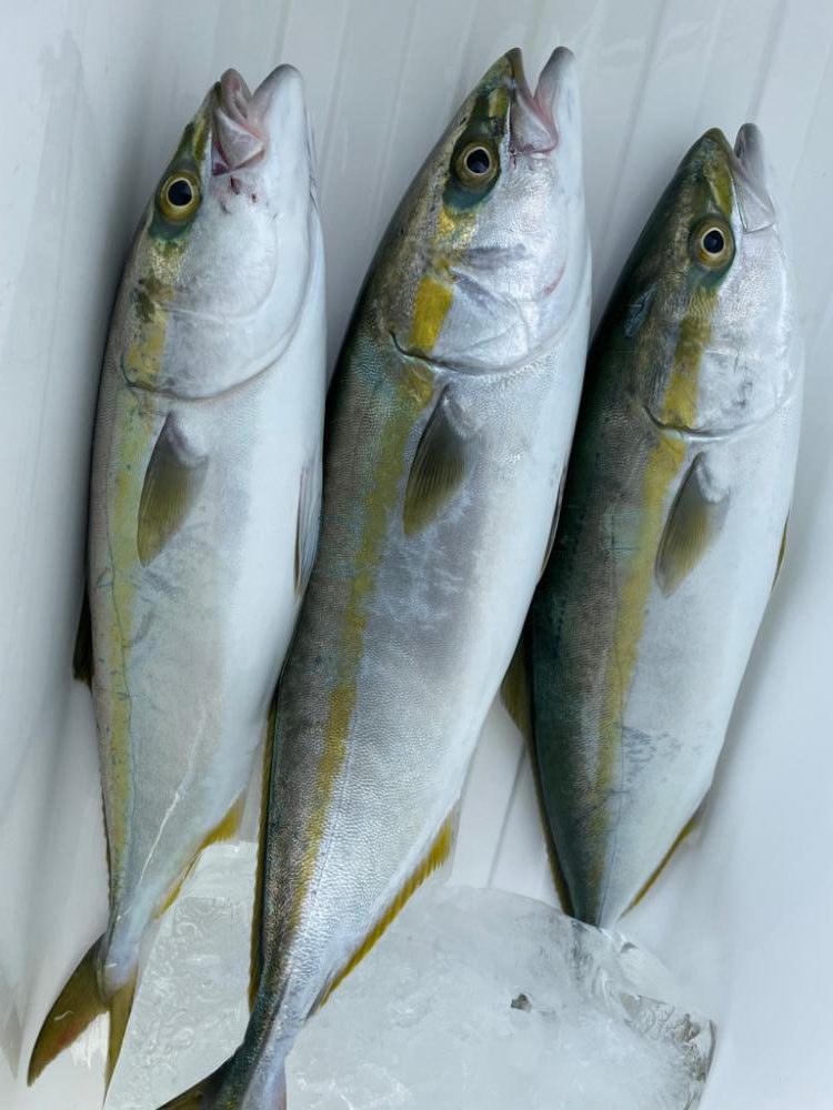 明石沖ジギング