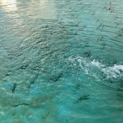 エリアトラウト 管釣り 亀岡