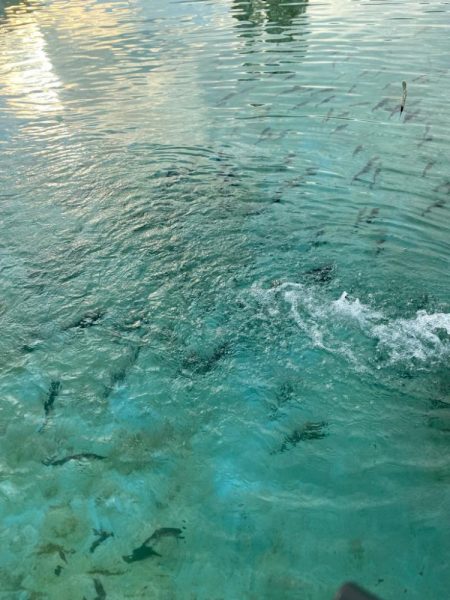 エリアトラウト 管釣り 亀岡