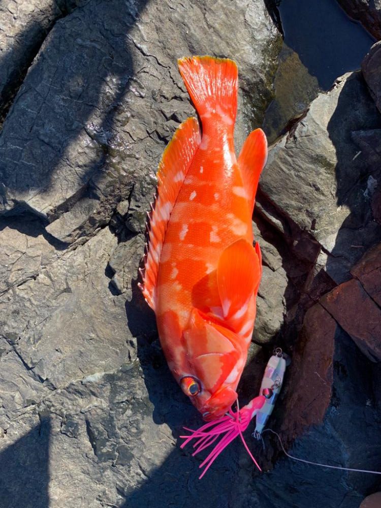 初場所!初魚種!