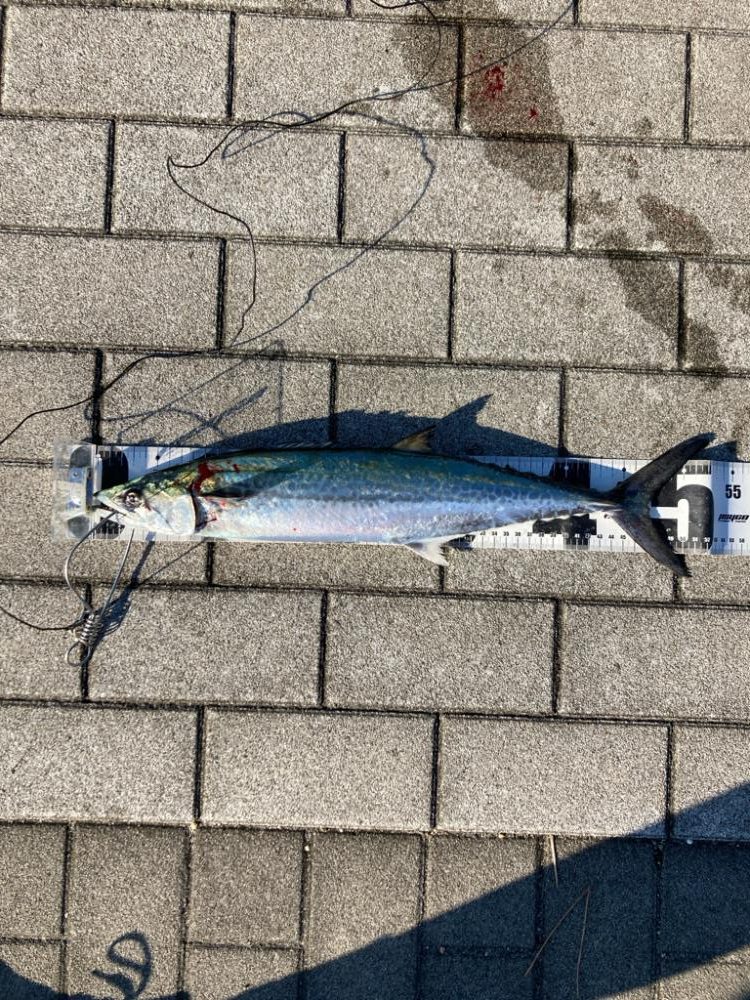 湾奥コスモにイルカ再び。デイ青牙マルチ。。