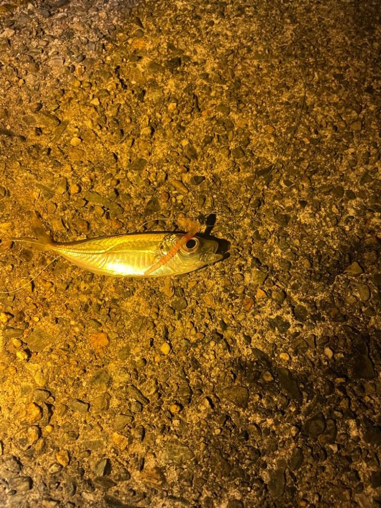 ヤエンのつもりがまさかの