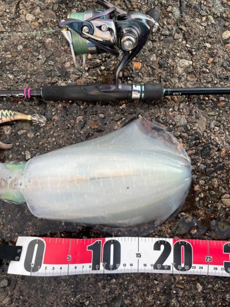 久々のアオリイカ(139杯目)