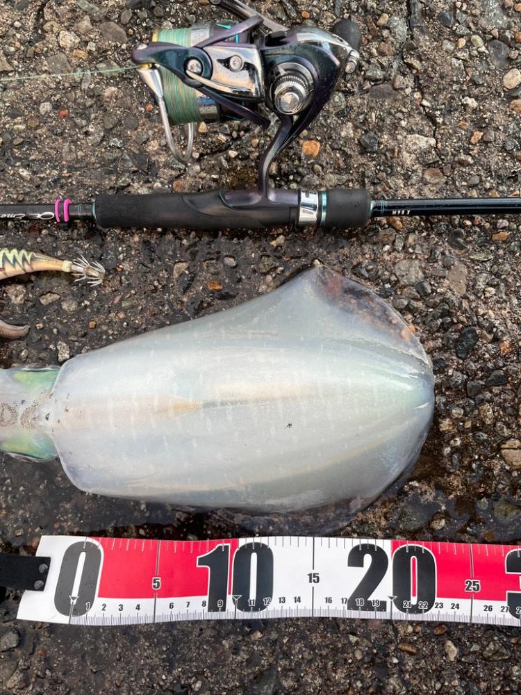 久々のアオリイカ(139杯目)