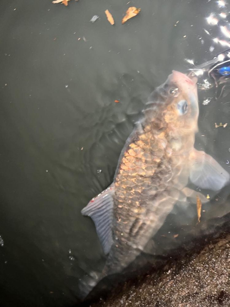 たまにはコイ釣り