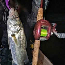 ボートシーバス