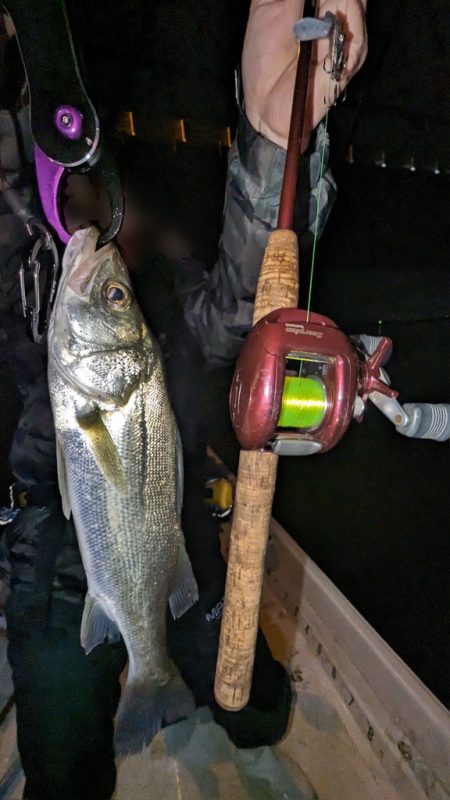 ボートシーバス