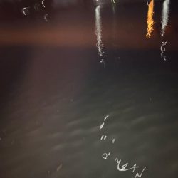 大会前にいい魚