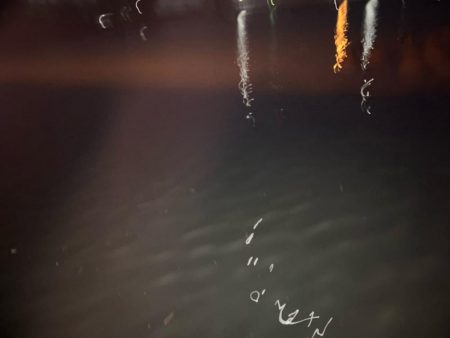 大会前にいい魚