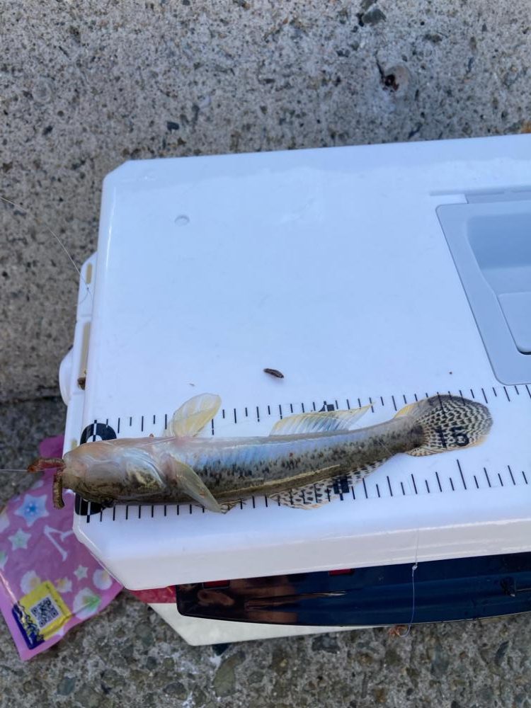 江井ヶ島釣行！