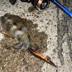 ナイトエギング🦑