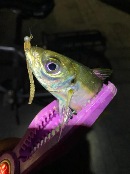 大阪湾奥アジング