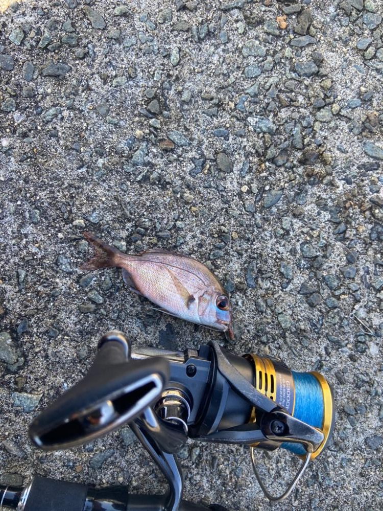 M:i:III ちょい投げシロギスタ