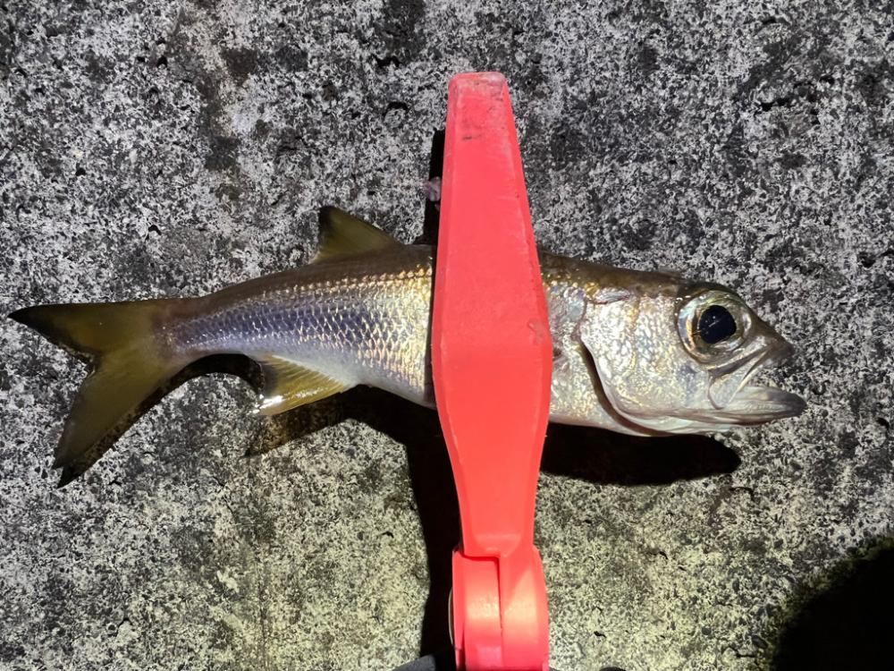 鯵を探して三千里 Vol.80