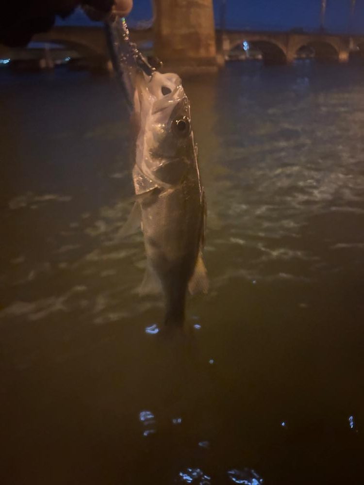 やっと秋爆を感じた