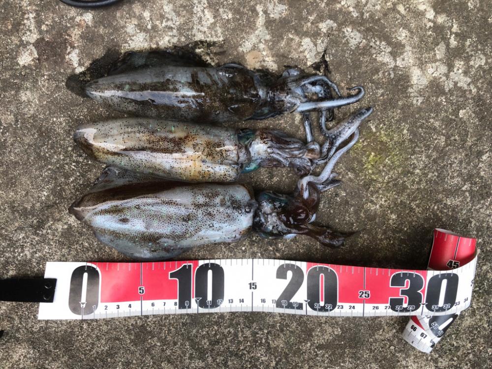 大潮に誘われて