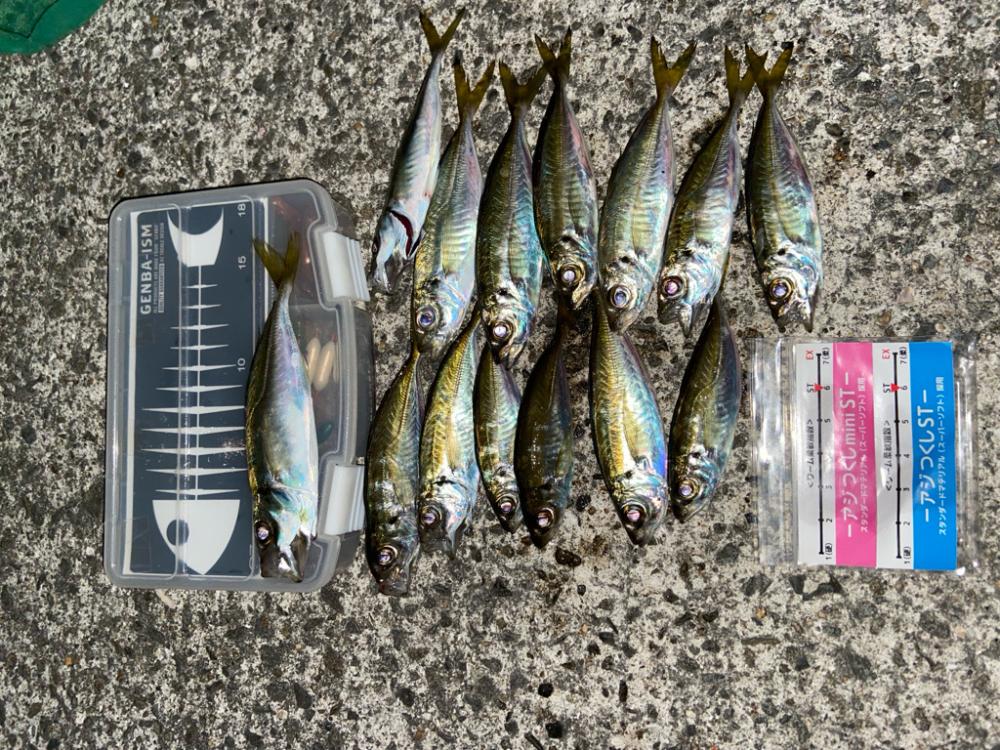 小島養魚場でアジング