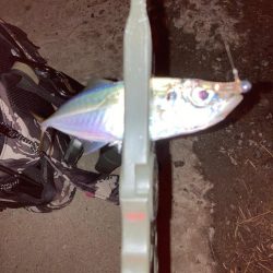 南港爆風アジング