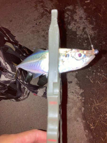 南港爆風アジング