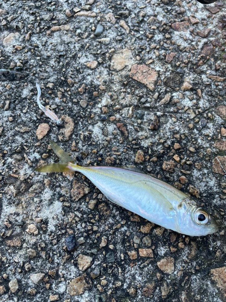 アジングでサゴシ