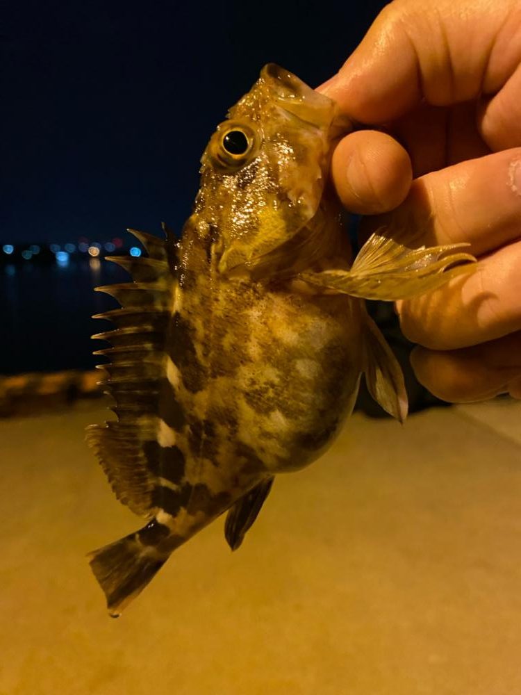 メバリング&ライトゲーム