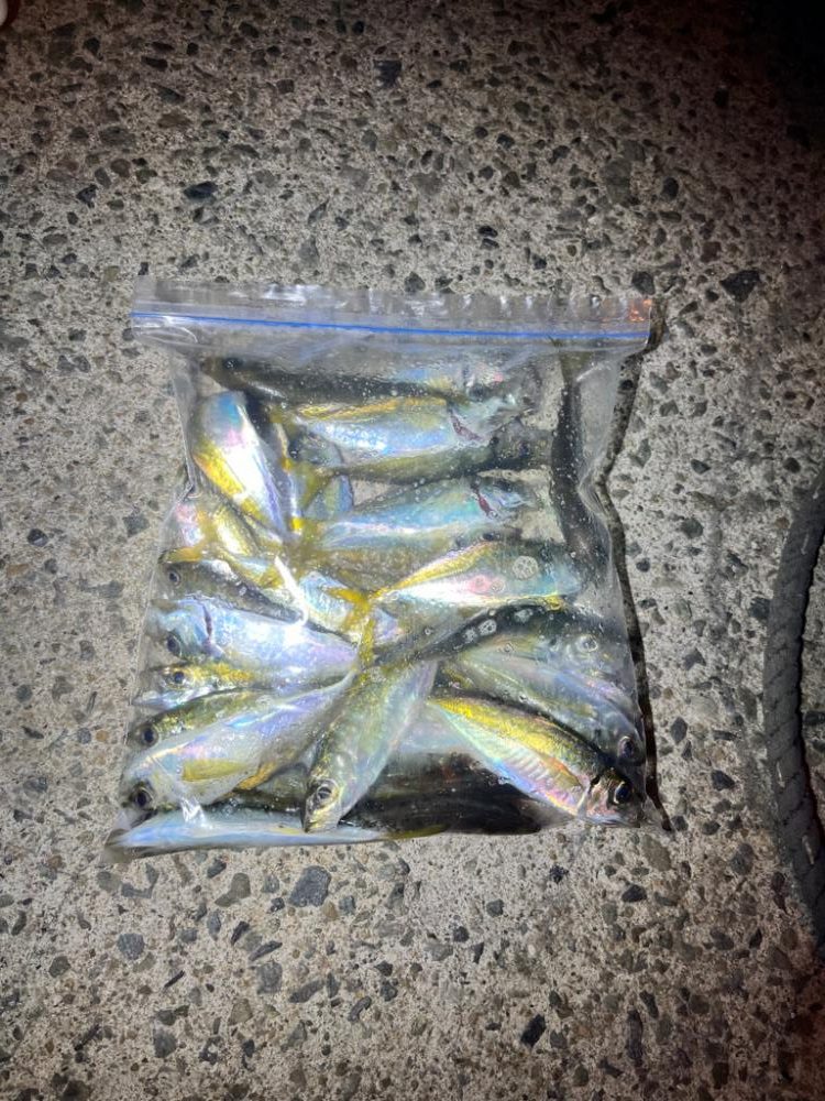 永遠釣れるアジ🐟