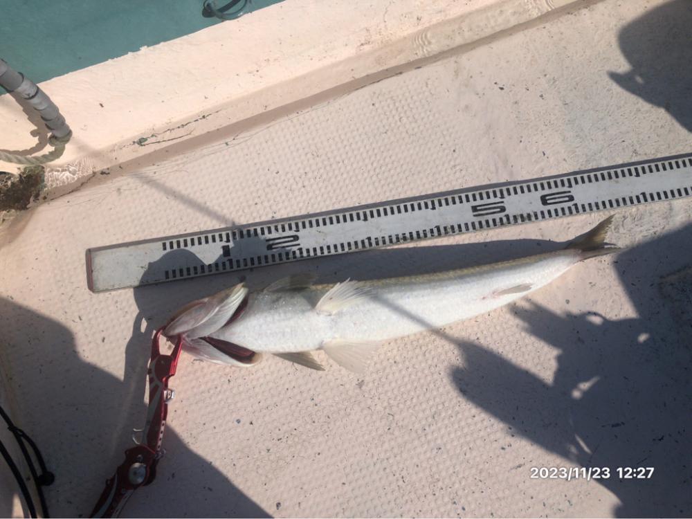 11/23 伊島沖ジギングタイラバ