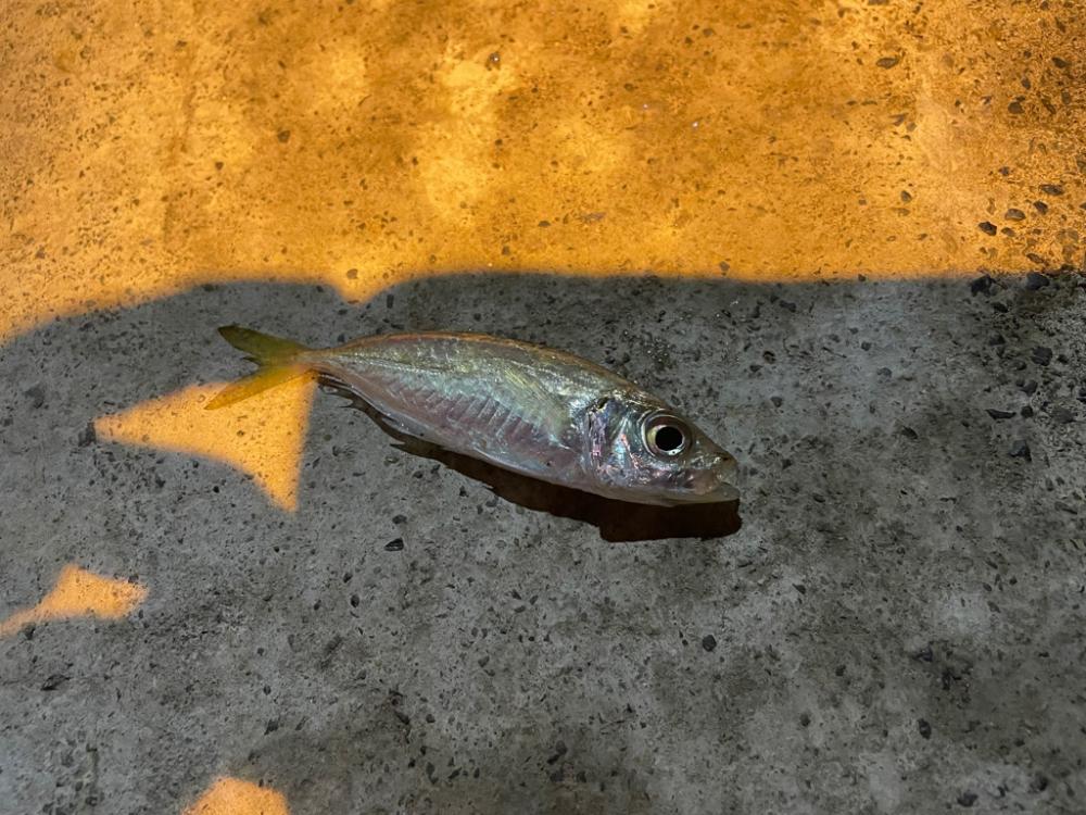 アジ狙いのはずがまさかの