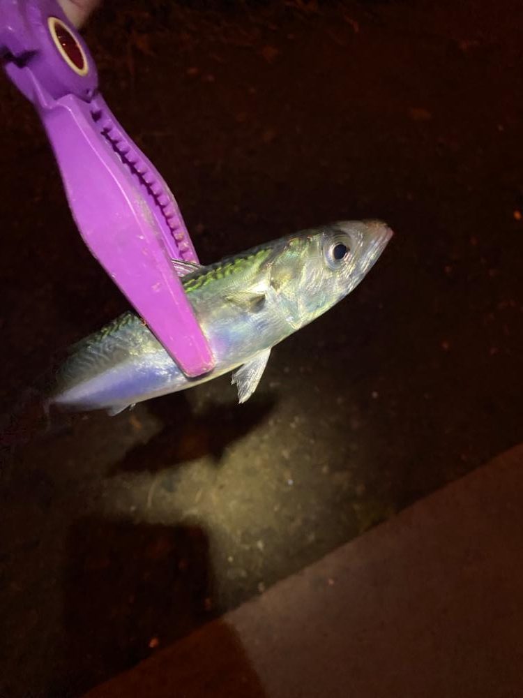 大阪湾奥アジング