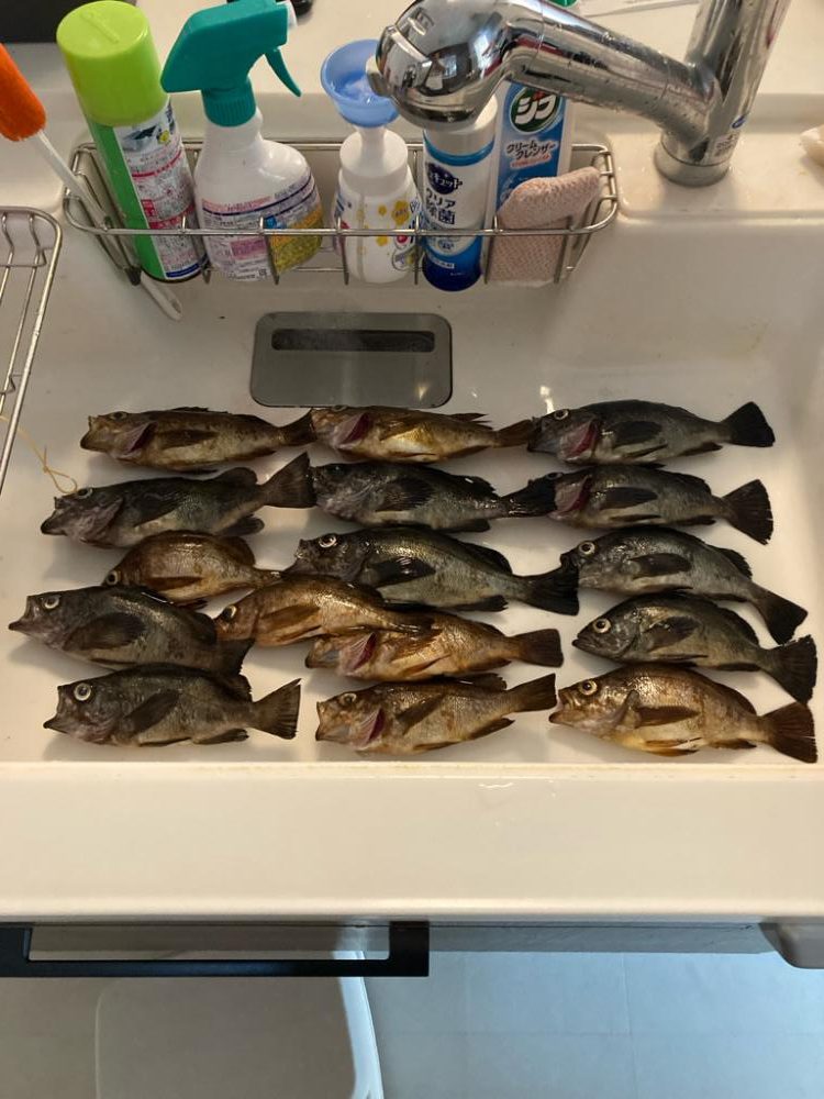 メバル(釣り神様からのご褒美^_^)