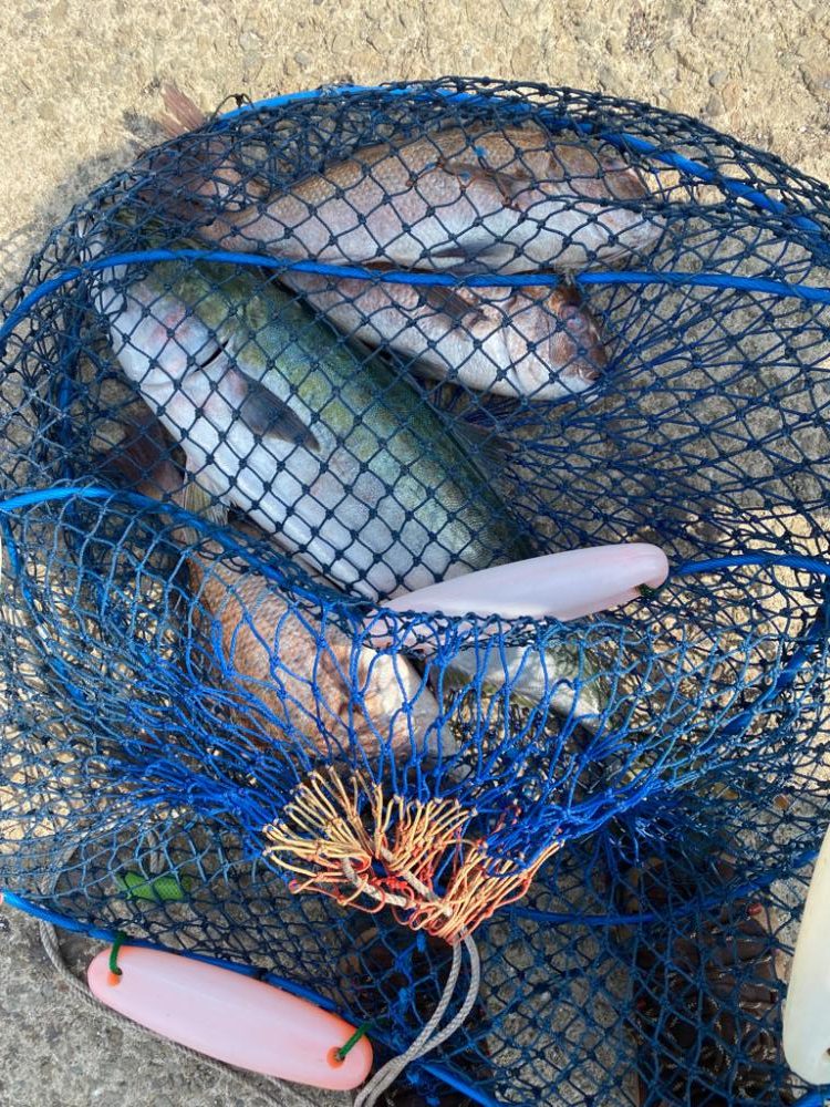 じゃのひれ　海上釣り堀