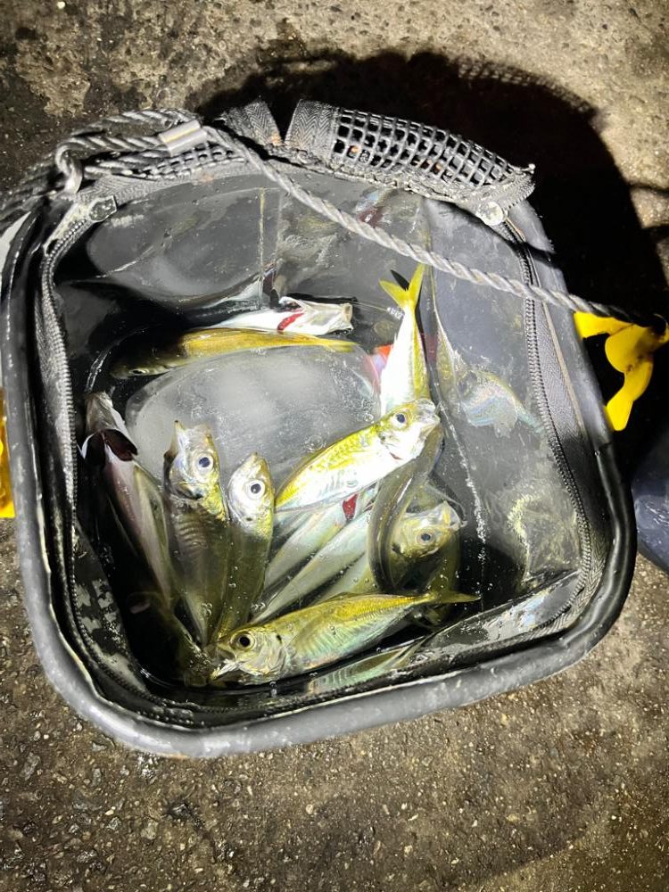 根こそぎアジを釣ってますw