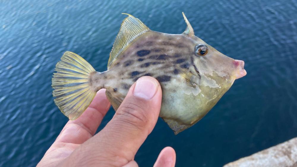 M:I-2 ちょい投げシロギスタ