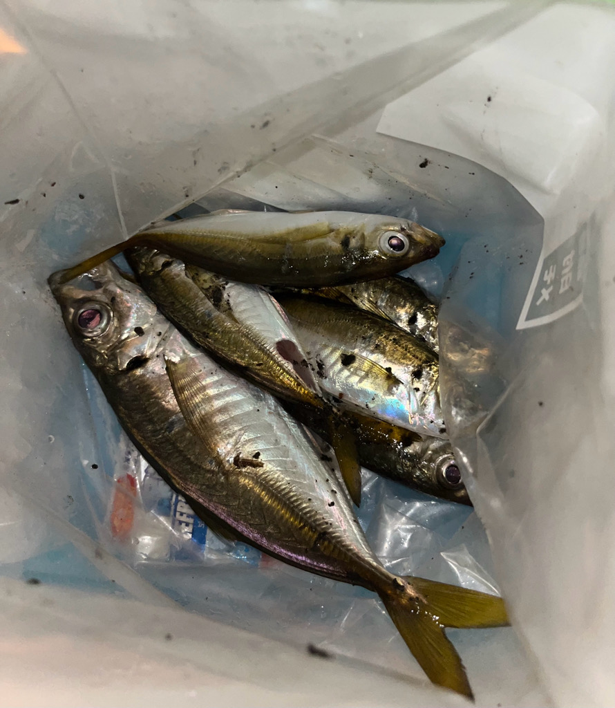 中アジ求めて‥