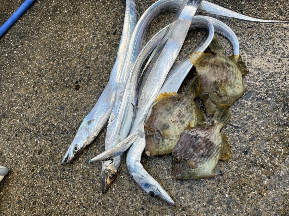 タチウオとカワハギ