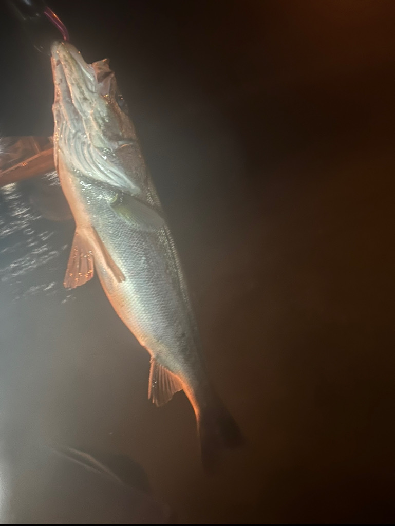 シーバスゲーム